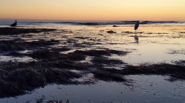 Güney Kaliforniya kıyılarında antik resifler, gelgit havuzları, okyanus dalgaları, palmiye ağaçları, deniz kuşları ve Swamis Resif Parkı Encinitas California 'da sıcak güneşli gökyüzü.