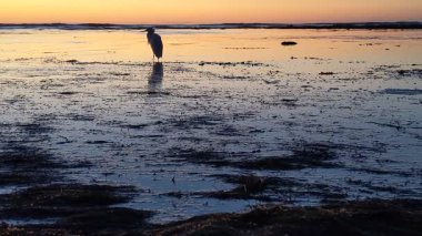 Güney Kaliforniya kıyılarında antik resifler, gelgit havuzları, okyanus dalgaları, palmiye ağaçları, deniz kuşları ve Swamis Resif Parkı Encinitas California 'da sıcak güneşli gökyüzü.