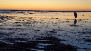 Güney Kaliforniya kıyılarında antik resifler, gelgit havuzları, okyanus dalgaları, palmiye ağaçları, deniz kuşları ve Swamis Resif Parkı Encinitas California 'da sıcak güneşli gökyüzü.