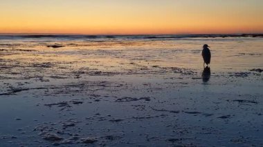 Güney Kaliforniya kıyılarında antik resifler, gelgit havuzları, okyanus dalgaları, palmiye ağaçları, deniz kuşları ve Swamis Resif Parkı Encinitas California 'da sıcak güneşli gökyüzü.