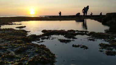 Güney Kaliforniya kıyılarında antik resifler, gelgit havuzları, okyanus dalgaları, palmiye ağaçları, deniz kuşları ve Swamis Resif Parkı Encinitas California 'da sıcak güneşli gökyüzü.