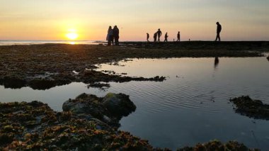 Swamis Resif Parkı Encinitas California 'da günbatımında eski resifler, gel-git havuzları, okyanus dalgaları, palmiye ağaçları, deniz kuşları ve sıcak renkli gökyüzüyle birlikte Güney Kaliforniya kıyısı sahneleri..