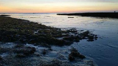 Swamis Resif Parkı Encinitas California 'da günbatımında eski resifler, gel-git havuzları, okyanus dalgaları, palmiye ağaçları, deniz kuşları ve sıcak renkli gökyüzüyle birlikte Güney Kaliforniya kıyısı sahneleri..