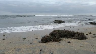 Güney Kaliforniya Pasifik sahili antik resifler, gelgit havuzları, okyanus dalgaları, palmiye ağaçları, sörf tahtaları ve deniz kuşlarının yanı sıra günbatımı gökyüzü manzarası ve Swamis Resif Parkı Encinitas 'taki serin kaya soyutlamaları..