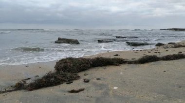 Güney Kaliforniya Pasifik sahili antik resifler, gelgit havuzları, okyanus dalgaları, palmiye ağaçları, sörf tahtaları ve deniz kuşlarının yanı sıra günbatımı gökyüzü manzarası ve Swamis Resif Parkı Encinitas 'taki serin kaya soyutlamaları..