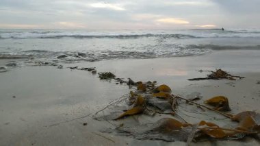 Güney Kaliforniya Pasifik sahili antik resifler, gelgit havuzları, okyanus dalgaları, palmiye ağaçları, sörf tahtaları ve deniz kuşlarının yanı sıra günbatımı gökyüzü manzarası ve Swamis Resif Parkı Encinitas 'taki serin kaya soyutlamaları..