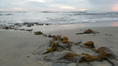 Güney Kaliforniya Pasifik sahili antik resifler, gelgit havuzları, okyanus dalgaları, palmiye ağaçları, sörf tahtaları ve deniz kuşlarının yanı sıra günbatımı gökyüzü manzarası ve Swamis Resif Parkı Encinitas 'taki serin kaya soyutlamaları..