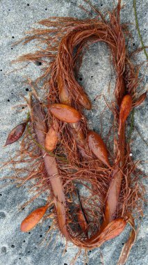 Kaliforniya kıyıları Encinitas 'taki Swamis Plajı' nda dalgalar ve kayalık kum soyutlamalarıyla Stuart Edmondson.