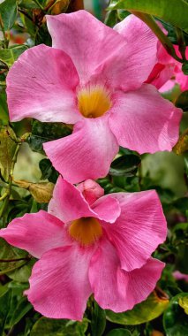Kaktüs, sulu bitkiler ve Carlsbad California 'da yetişen diğer kuraklığa dayanıklı bitkiler.