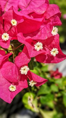 Kaktüs, sulu bitkiler ve Carlsbad California 'da yetişen diğer kuraklığa dayanıklı bitkiler.