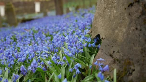 古い墓地には青いシベリカの春の花が咲きます 閉じろ — ストック動画