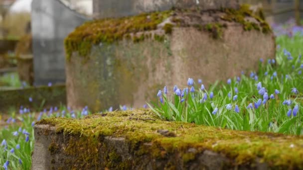 苔で覆われた古い墓石 春咲き青花 — ストック動画