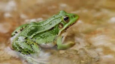 Green frog in the water on the rock, close up zoom in
