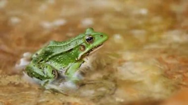 Green frog in the water on the rock, close up zoom out.