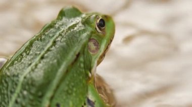 Green frog sitting in water on a stone, macro shot, zoom out