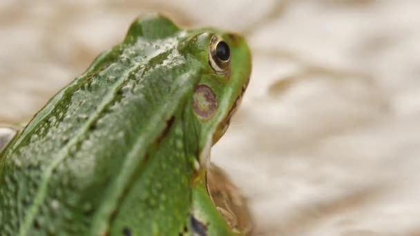 Green Frog Sitting Water Stone Macro Shot Zoom Out — Stockvideo