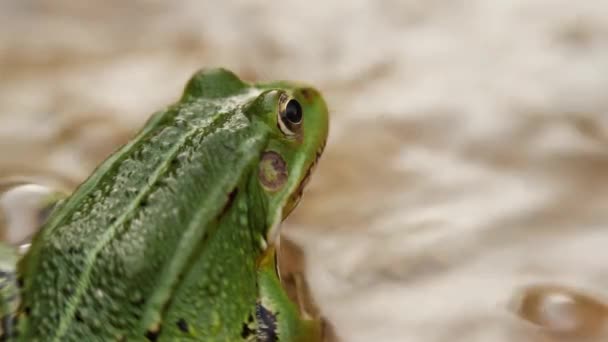 Green Frog Sitting Water Stone Macro Shot Zoom — Stockvideo