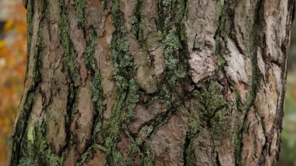 Old Pine Trunk Bark Structure Close Pedestal — Stok Video