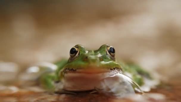 Zelená Žába Podívá Kamery Zblízka Nízkého Úhlu Přiblížit Mělká Hloubka — Stock video
