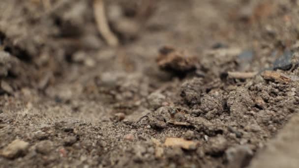 Formigas Negras Rastejam Torrões Terra Seca Escura Fechar Profundidade Campo — Vídeo de Stock