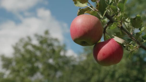 Два Стиглих Яблука Гілці Дерева Ширяють Вітрі Крупним Планом — стокове відео