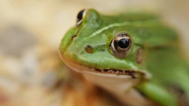 Kurbağa göletin yanındaki taşın üzerinde oturur. Yeşil amfibiğin yakın plan portresi. Yavaşça yakınlaştır
