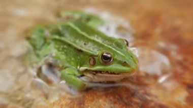 Yeşil kurbağa sudaki kırmızımsı taşın üzerinde oturur, odaklan, yüzeysel alan derinliği