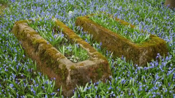 春に咲く青い花に囲まれた2つの古いモス覆われた墓 — ストック動画