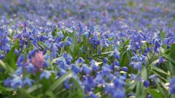 春の間にスカイラースキルの花のクローズアップ — ストック動画