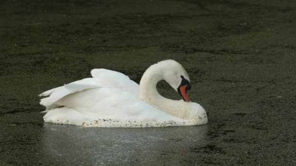 白い白い白鳥が羽を予防しています 池の水面は植物で覆われています — ストック動画