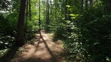 POV orman yolu boyunca yeşil çalıların ve ağaçların arasında yürüyor. Yaz, gündüz, orman.