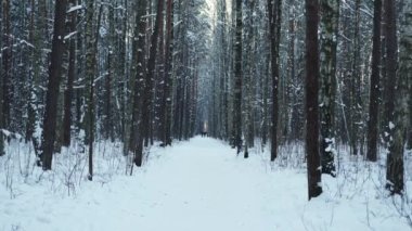Karlı bir orman yolu, uzak figürlerle, dağılmış bir ışığın altında uzun, karla kaplı ağaçlarla çevrili bir yok olma noktasına götürür.