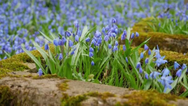 リトアニアのヴィリニュスにある墓地の古い墓に青いスケリカの春の花が咲いています — ストック動画