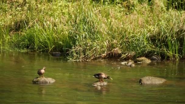 Two Brown Ducks Perch Rocks Amidst Shallow Green Hued River — Stock Video