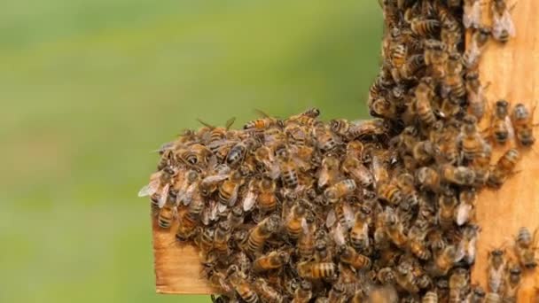 Пчелиная Община Деревянной Поверхности Видеоролик Показывает Общину Пчел Роящихся Деревянной — стоковое видео