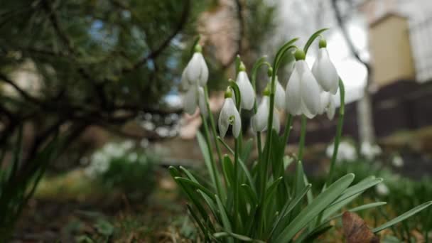 Schneeglöckchen Blüten Signalisieren Frühling Inmitten Grüner Blätter — Stockvideo