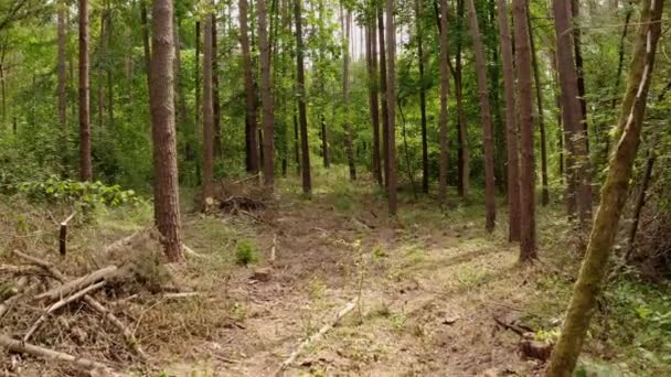 低空飞行在树林中 无人驾驶飞机捕捉到宁静的自然景观 明显的砍伐树木迹象 — 图库视频影像