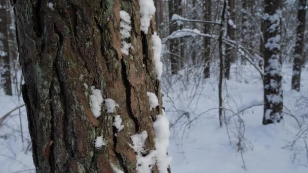 Téli Erdő Jelenet Piedesztális Kamera Mozgás Rögzítése Fenyő Törzs — Stock videók