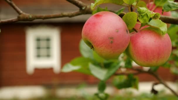 Kırsal Kırmızı Kulübe Karşısında Olgun Elmalar — Stok video