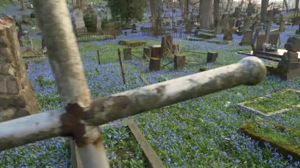 ヴィルナス リトアニア April 2022 青いスカイラのブルームに囲まれたバーナリン墓地を散策する — ストック動画