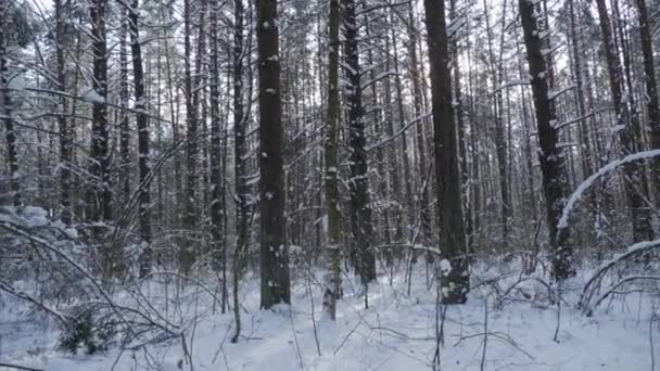 Marcher Dans Une Forêt Enneigée Regarder Les Grands Arbres Une — Video