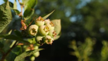 Doğa sahnesi: Çalılıklarda genç böğürtlenler. Kapat..