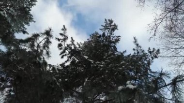 Kamera buzla kaplı çam ağaçlarının dallarında yavaşça ilerler. İğnelerin çetrefilli ayrıntıları, narin don ve dingin ortam..