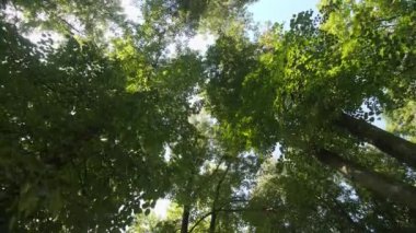 Doğruca yukarıya baktığında, kamera, güneş tarafından aydınlatılan yapraklardan oluşan bir gölgelik ortaya çıkarıyor..