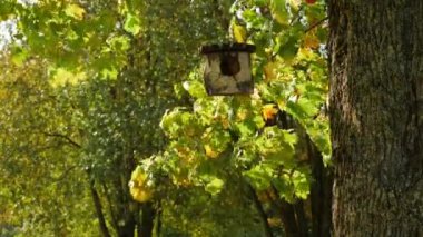 Ağaçta asılı bir huş kuşu besleyicisi. Güneşli bir sonbahar günü.