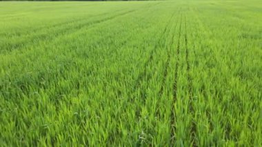 Yeşil mısır gevreği tarlasının havadan görünüşü. Düşük irtifa uçuşu. Tarım tarım kavramı