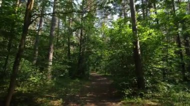 POV kamerası yaz günlerinde yemyeşil bir ormanda yol boyunca ilerler.