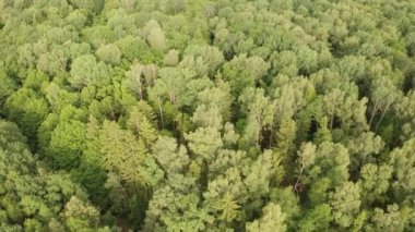 İnsansız hava aracı Avrupa 'da ormanın kuş bakışı görüntüsünü yaklaştı, sonbahara doğru, doğanın dayanıklılığının ve öneminin bir kanıtı olarak.