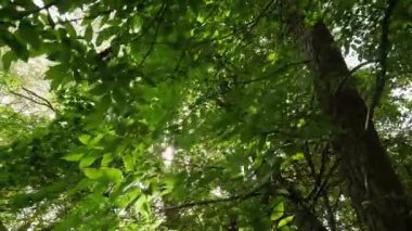 Güneş yeşil yaprakların arasından parıldarken ağaçların tepesinden yukarı doğru yürüyorum ve bakıyorum..