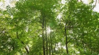 Yaz ormanındaki parlak yeşil ağaç yapraklarının arasından güneşe bakıyorum..